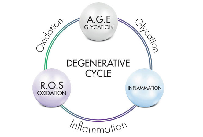 CHOLLEY_Anti-AgingDegenerativeCycle