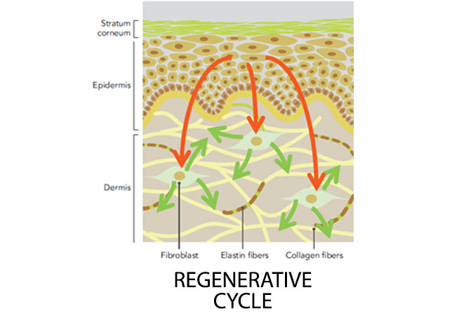 CHOLLEY_Anti-AgingRegenerativeCycle